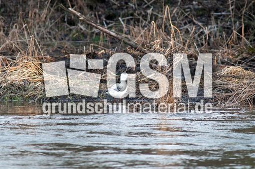 Pekingente (2 von 3).jpg